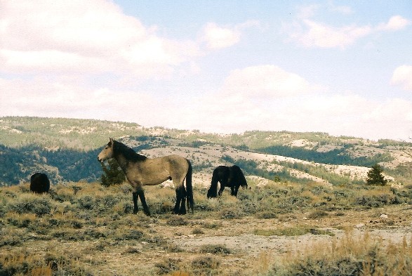 Sure enough we found the wild horses. They looked like normal horses but noname did'nt care what I thought and took rolls of pictures of the horses. We were able to drive up pretty close to them without them running off.