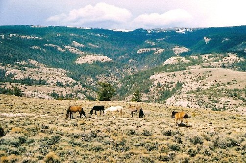 More horses. This time there were a few babies.