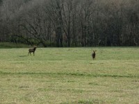 A couple of Elk we spotted near the Buffalo.