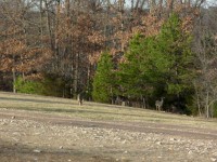 Deer in Eureka