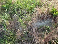 The only visible remains of the silo itself.