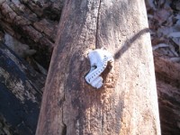 Coolest overgrowth ever-Bottle Cap IN a Tree!