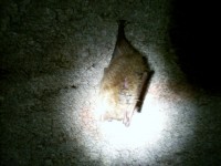 our little bat from skylite cave.