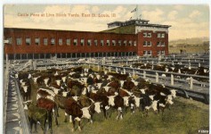 stockyards_eaststlouis1907_1915.jpg