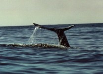 GREY_WHALE_03_2.jpg