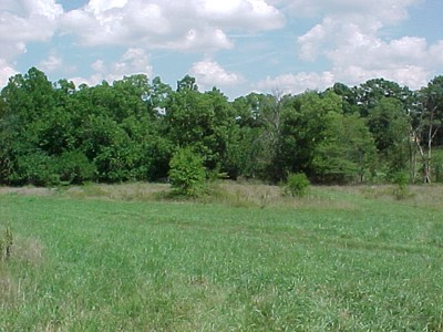 ash grove cave trees.jpg