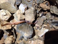 Cave Salamander