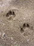 Footprints along the river sand bank.  Probably a large bobcat.